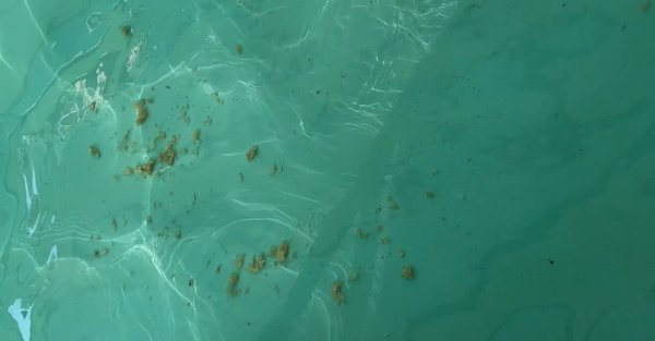 好的股票配资平台 江西方特被曝泳池出现大量黄色不明物质? 方特回应: 有关部门已关注, 水质符合要求