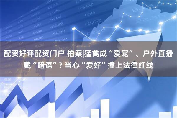 配资好评配资门户 拍案|猛禽成“爱宠”、户外直播藏“暗语”? 当心“爱好”撞上法律红线